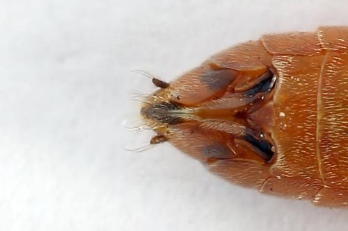 Réf. 223 452 : Dolerus germanicus