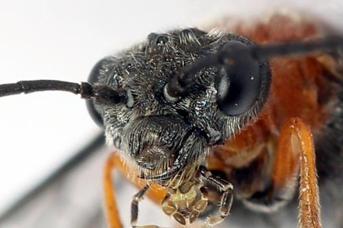 Dolerus germanicus