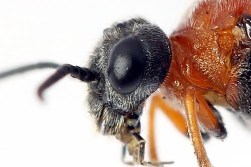Dolerus germanicus