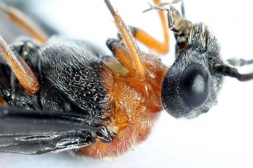 Dolerus germanicus