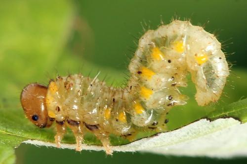 Arge gracilicornis