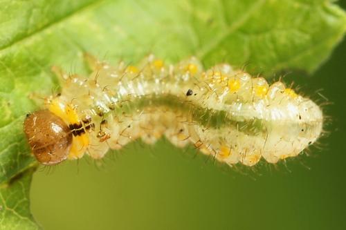 Arge gracilicornis