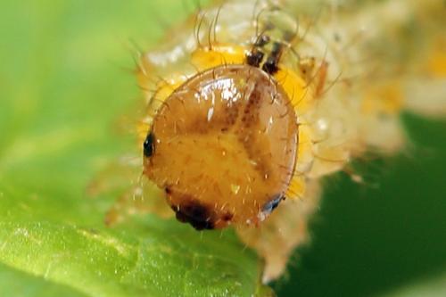 Arge gracilicornis
