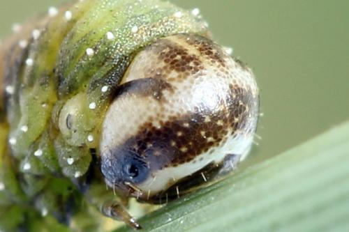 Dolerus aericeps