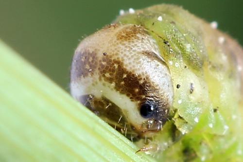 Réf. 223 098 : Dolerus aericeps