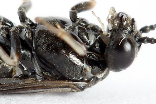 Réf. 223 217 : Periclista lineolata