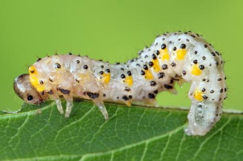 Arge gracilicornis