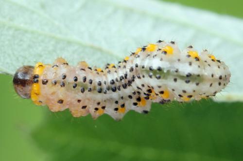 Arge gracilicornis