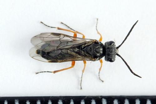 Réf. 223 824 : Loderus vestigialis