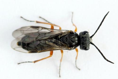 Réf. 223 825 : Loderus vestigialis