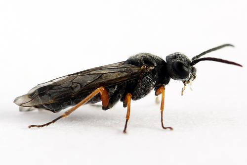 Réf. 223 826 : Loderus vestigialis