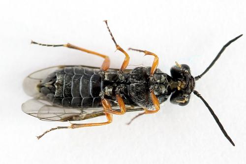 Réf. 223 827 : Loderus vestigialis