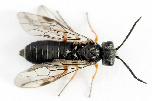 Réf. 223 828 : Loderus vestigialis