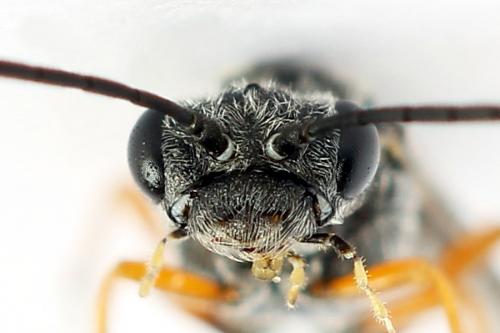 Réf. 223 831 : Loderus vestigialis
