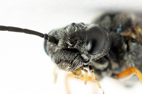 Réf. 223 832 : Loderus vestigialis