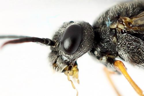 Réf. 223 833 : Loderus vestigialis