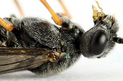 Réf. 223 834 : Loderus vestigialis