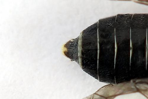 Réf. 223 835 : Loderus vestigialis