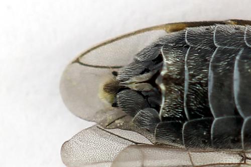 Réf. 223 837 : Loderus vestigialis