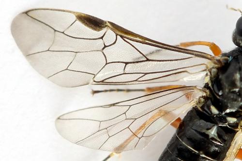 Loderus vestigialis