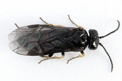 Réf. 223 592 : Endelomyia aethiops