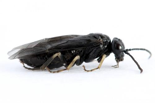 Réf. 223 593 : Endelomyia aethiops