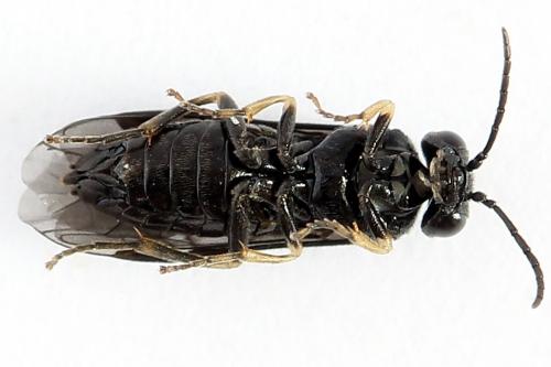 Réf. 223 594 : Endelomyia aethiops