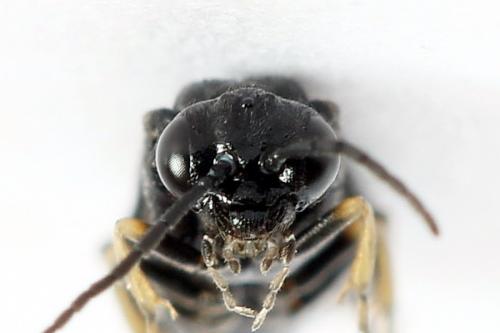 Réf. 223 595 : Endelomyia aethiops