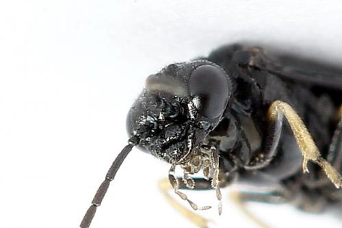 Réf. 223 596 : Endelomyia aethiops