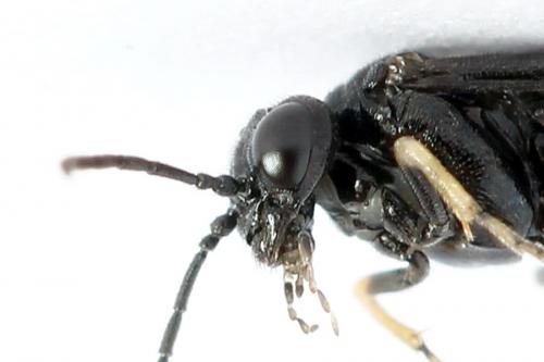 Réf. 223 597 : Endelomyia aethiops