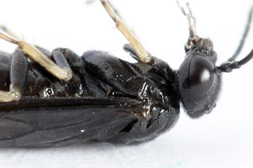 Réf. 223 602 : Endelomyia aethiops