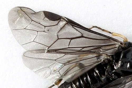 Réf. 223 599 : Endelomyia aethiops