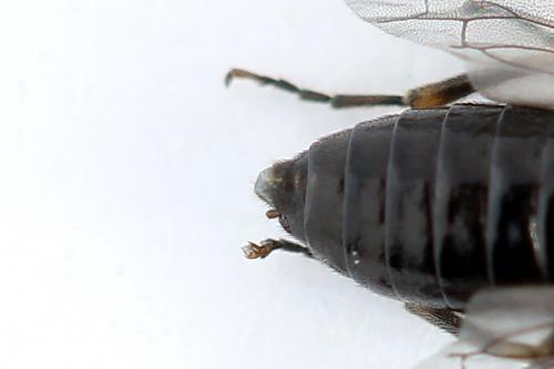 Réf. 223 600 : Endelomyia aethiops