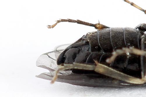 Réf. 223 601 : Endelomyia aethiops