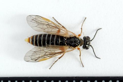 Réf. 223 697 : Monsoma pulveratum