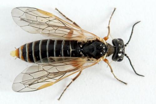 Réf. 223 698 : Monsoma pulveratum
