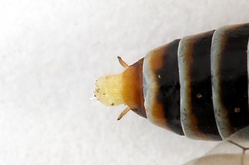 Réf. 223 708 : Monsoma pulveratum