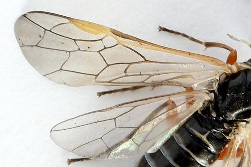 Réf. 223 711 : Monsoma pulveratum