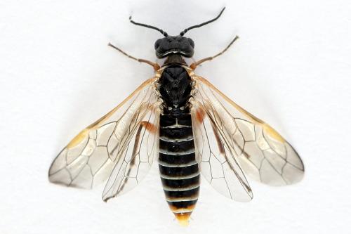 Réf. 223 712 : Monsoma pulveratum