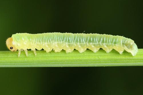 Strongylogaster macula