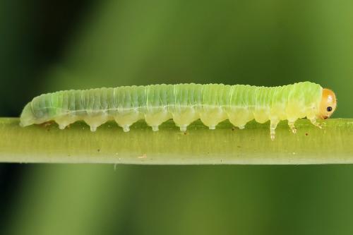 Strongylogaster macula