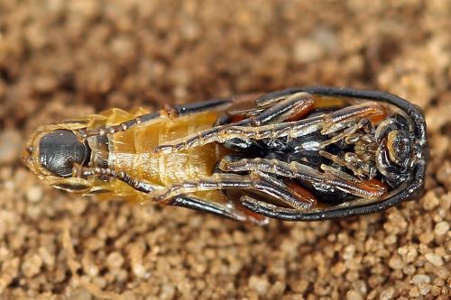 Dolerus germanicus