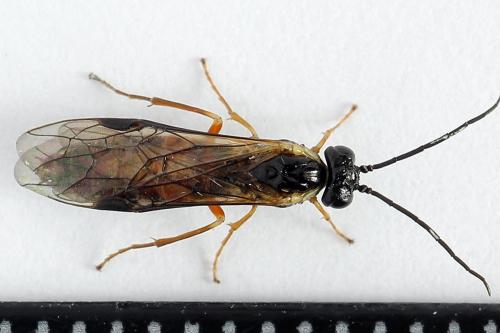 Strongylogaster macula