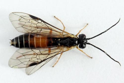 Réf. 223 847 : Strongylogaster macula