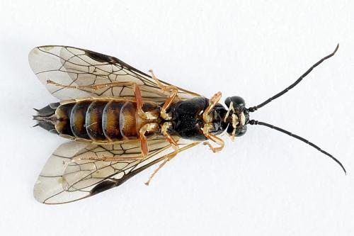 Strongylogaster macula