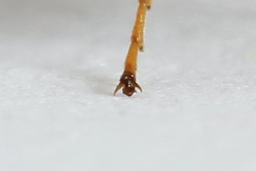 Strongylogaster macula