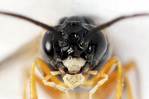 Strongylogaster macula