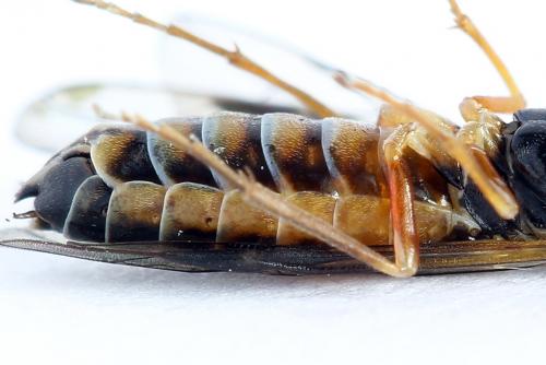 Strongylogaster macula
