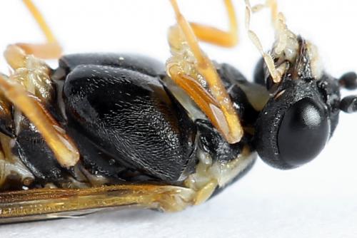 Strongylogaster macula