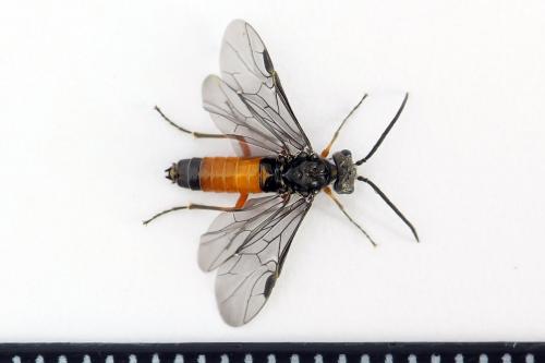 Réf. 223 427 : Dolerus germanicus